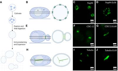 Applications of Super Resolution Expansion Microscopy in Yeast